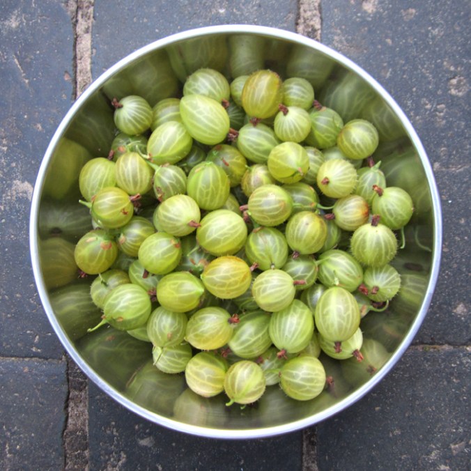 gooseberries_web