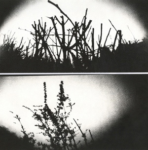 pinhole_flora_web