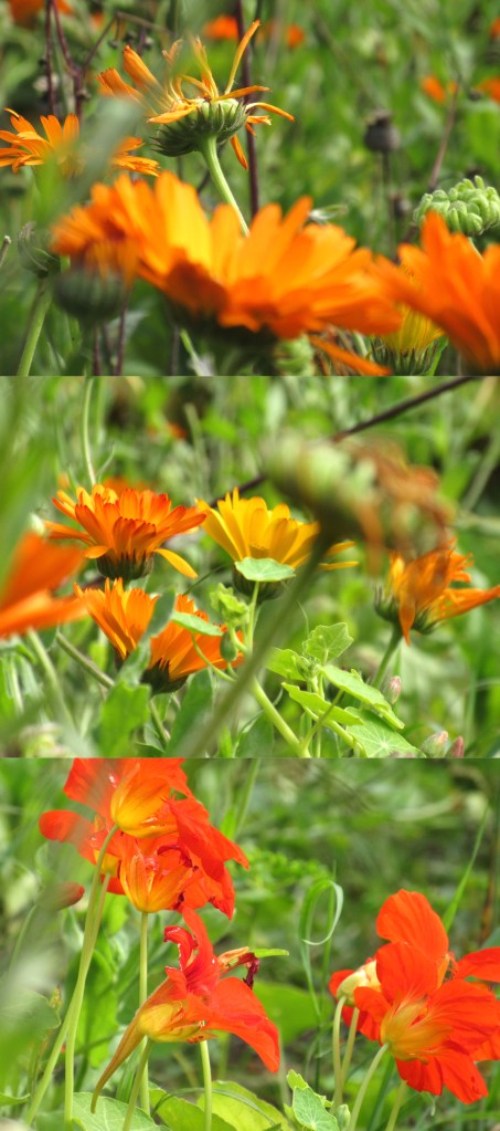 KFarley_SummerAutumn_plot