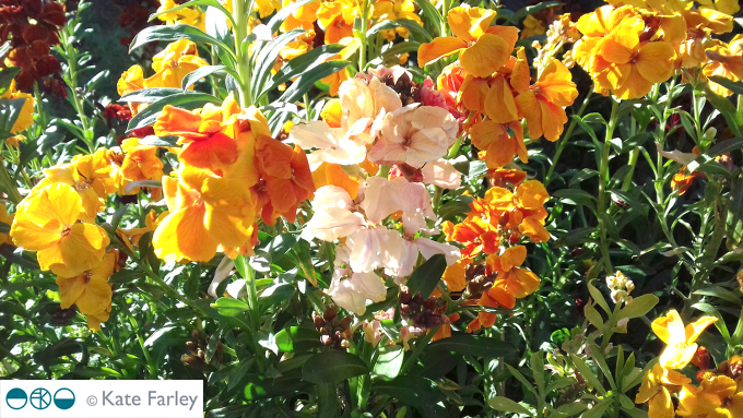 wallflowers_katefarley_blog