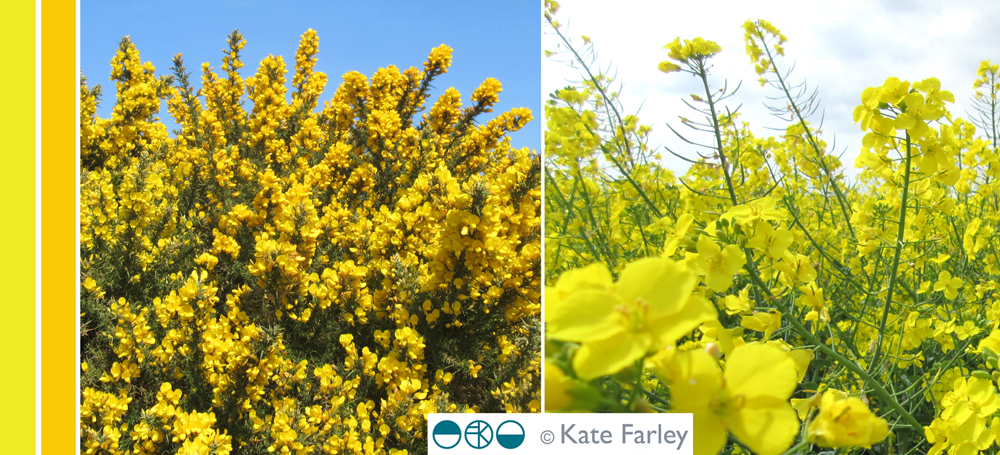 KFarley_yellow_norfolk100