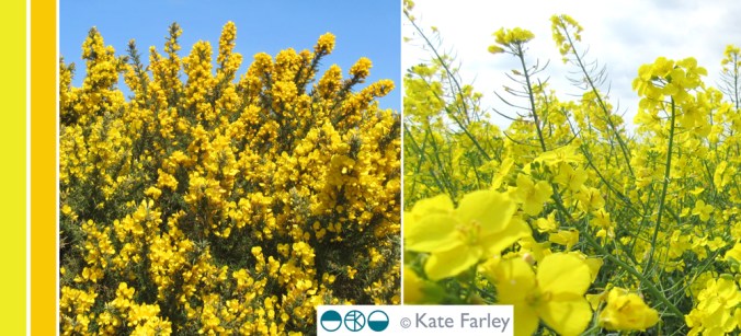 KFarley_yellow_norfolk100