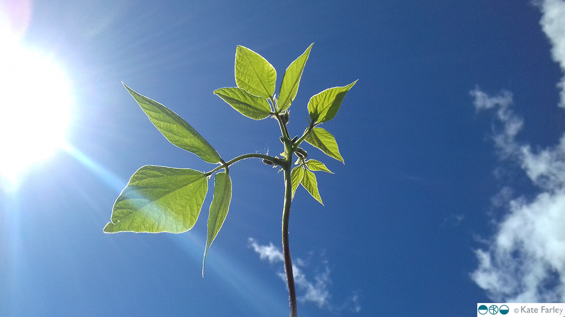 KateFarley_runnerbeansky_blog