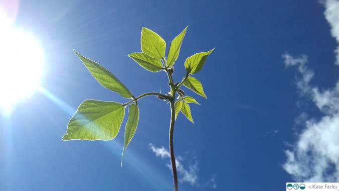 KateFarley_runnerbeansky_blog