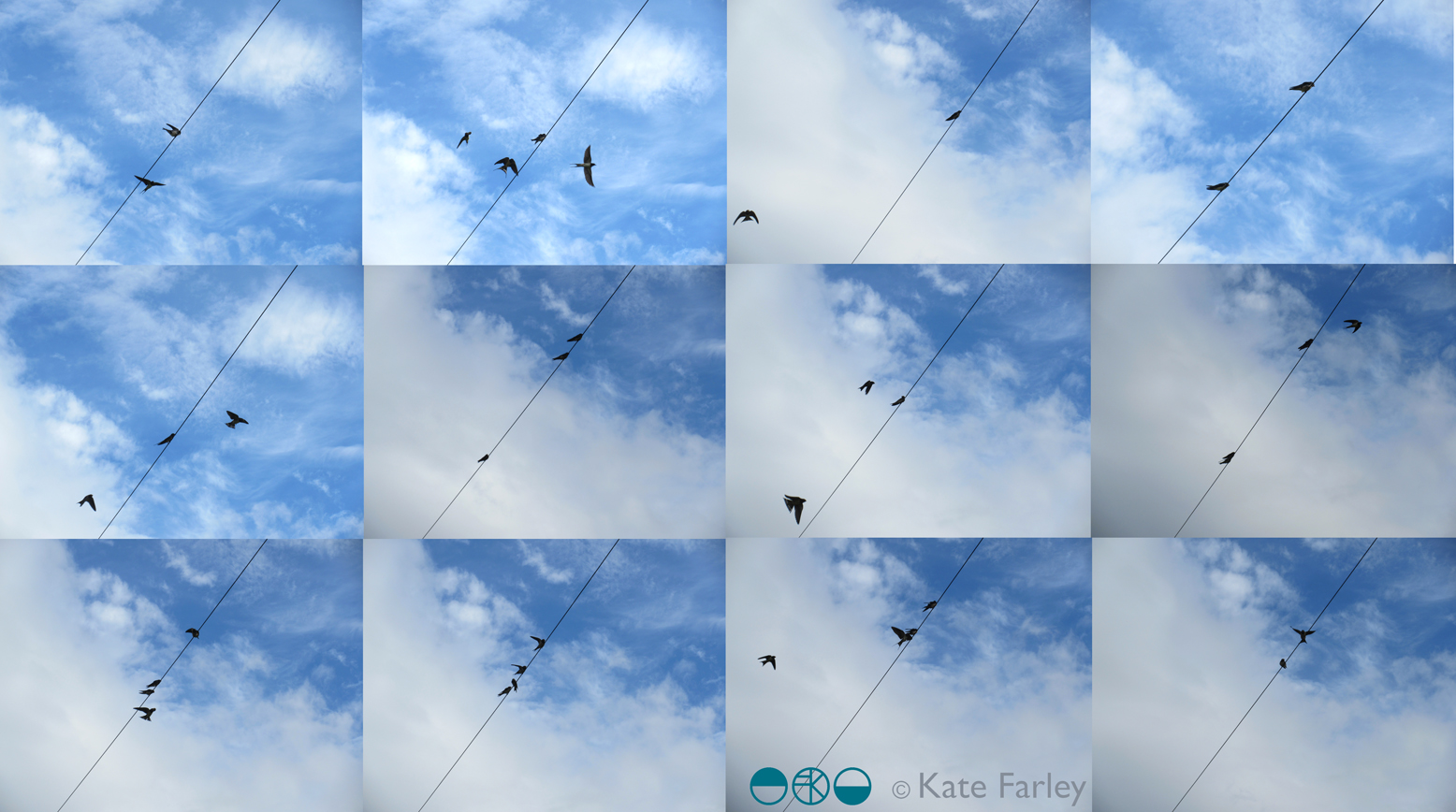 KateFarley_swallows2017